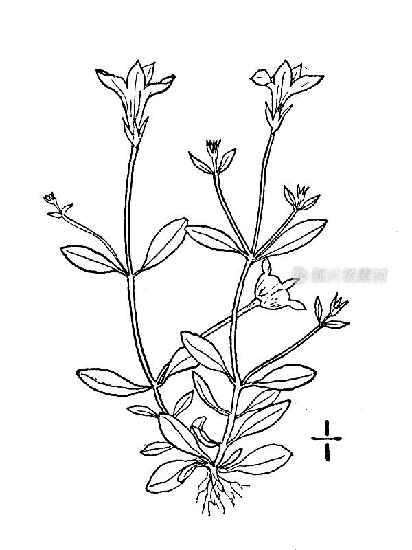 古植物学植物插图:Houstonia minima, Least bluets